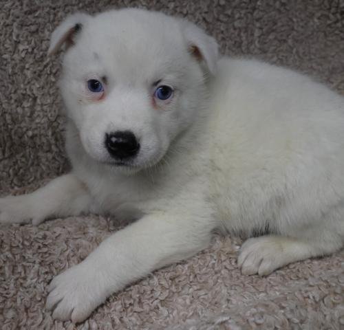 DELILAH - Border Collie / Shepherd available for adoption