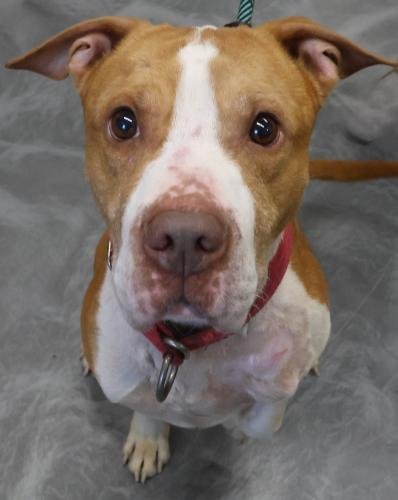 DEWEY - Pit Bull Terrier / Shar Pei available for adoption