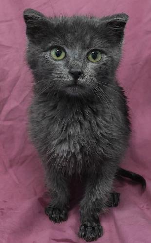 LUNAR - Domestic Short Hair available for adoption