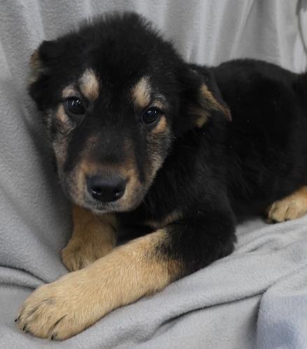 NAAND - Shepherd / Labrador Retriever available for adoption