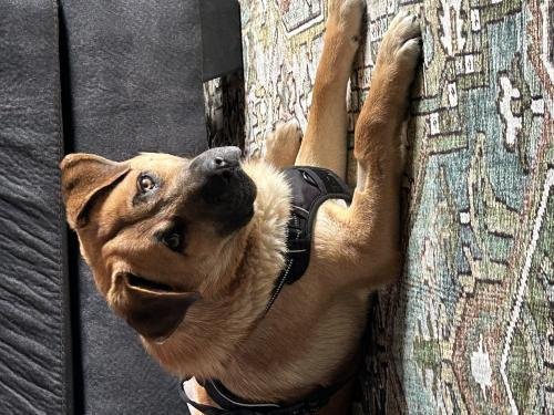 MAXX - Shepherd available for adoption