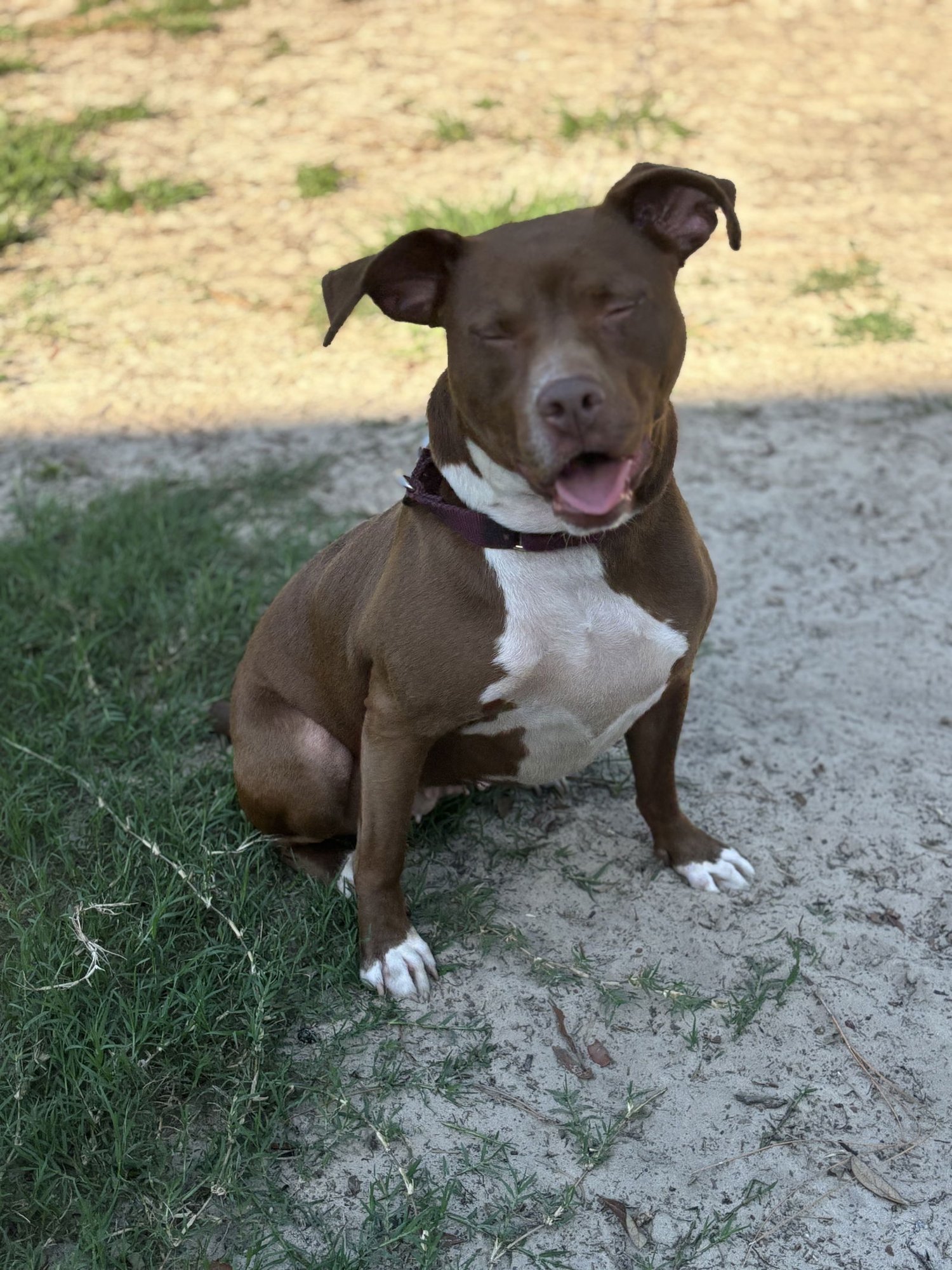 SAGE - Pit Bull Terrier available for adoption