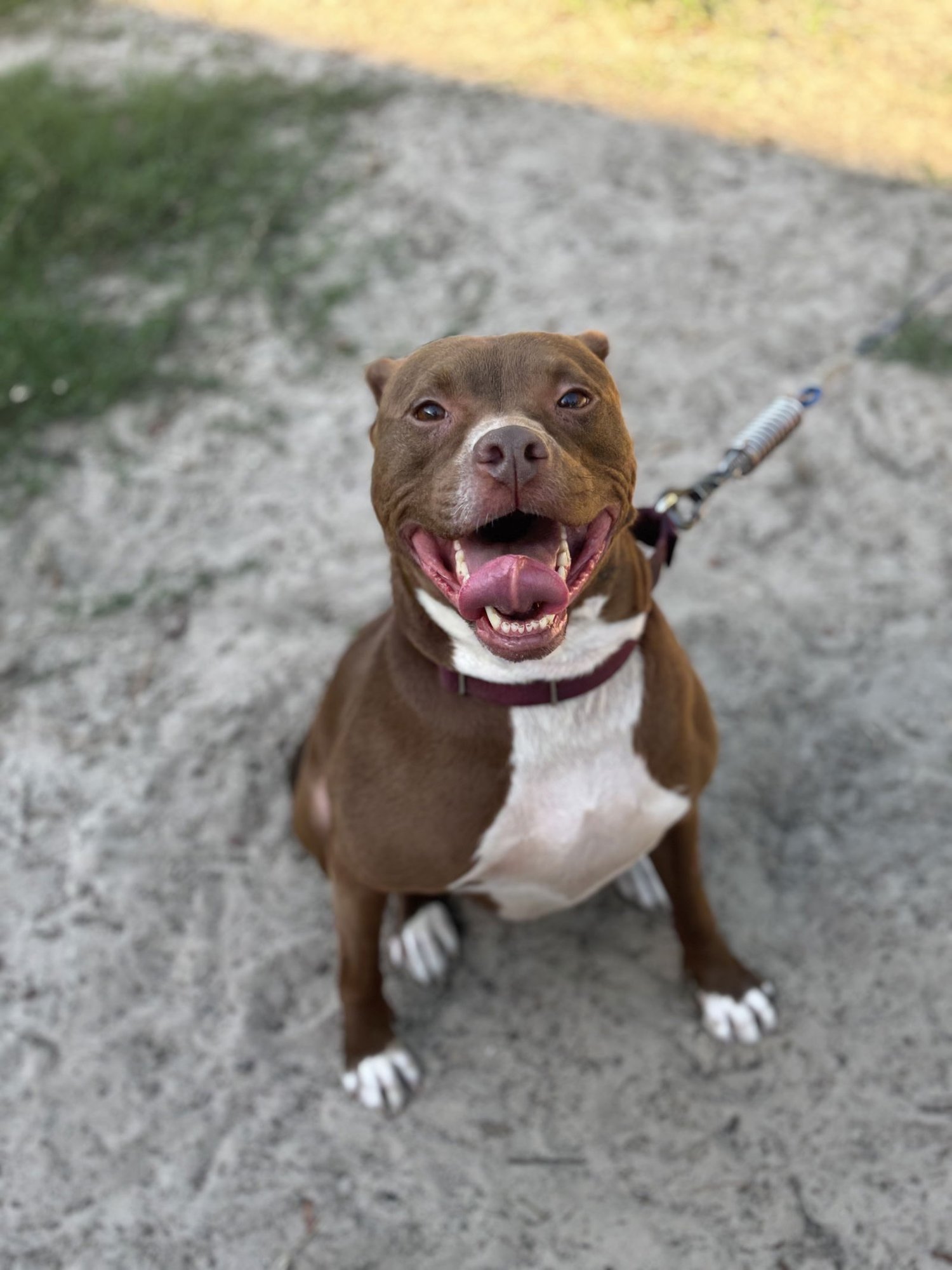 SAGE - Pit Bull Terrier available for adoption