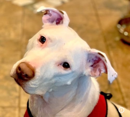 LUPE - Staffordshire Bull Terrier available for adoption