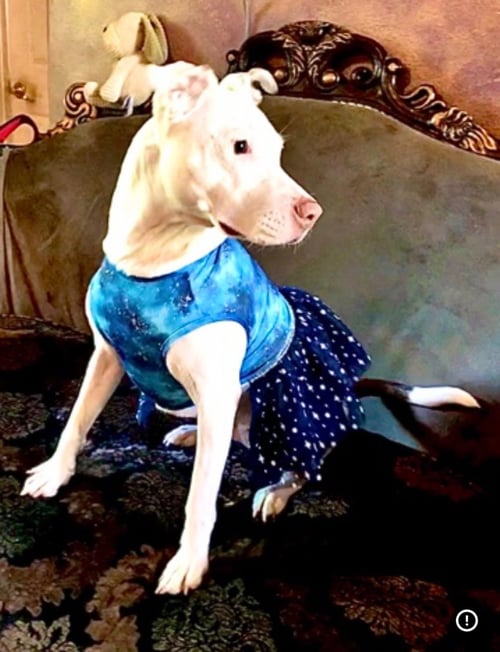 LUPE - Staffordshire Bull Terrier available for adoption