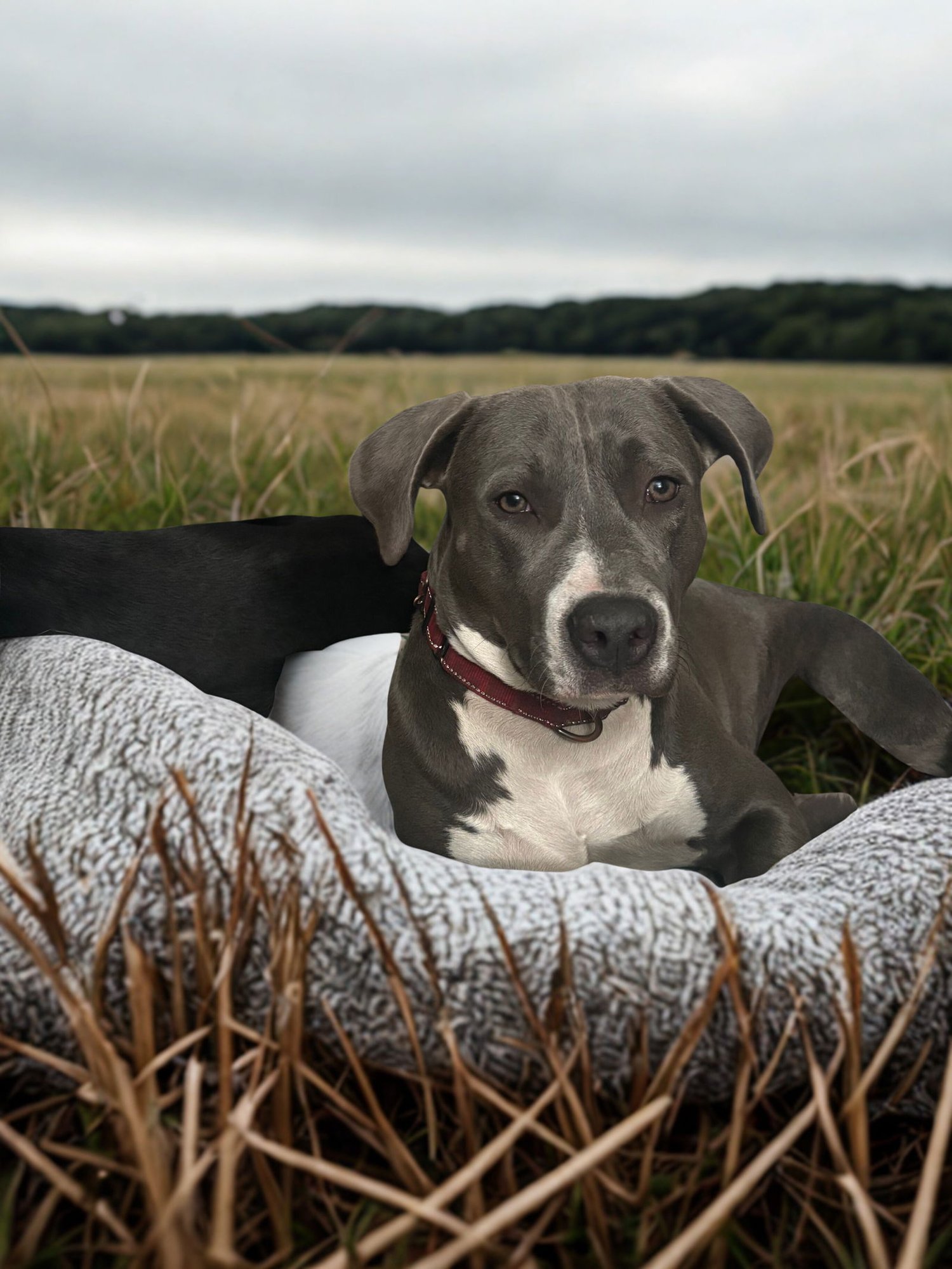 MARCY - Pit Bull Terrier available for adoption