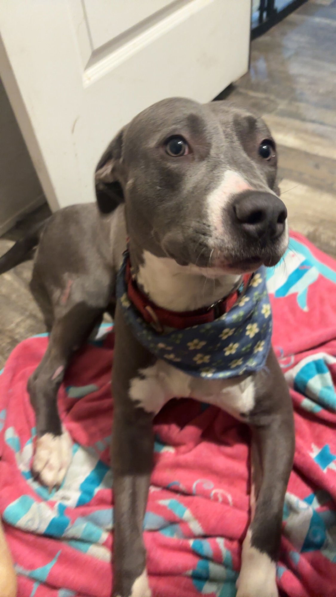 MARCY - Pit Bull Terrier available for adoption