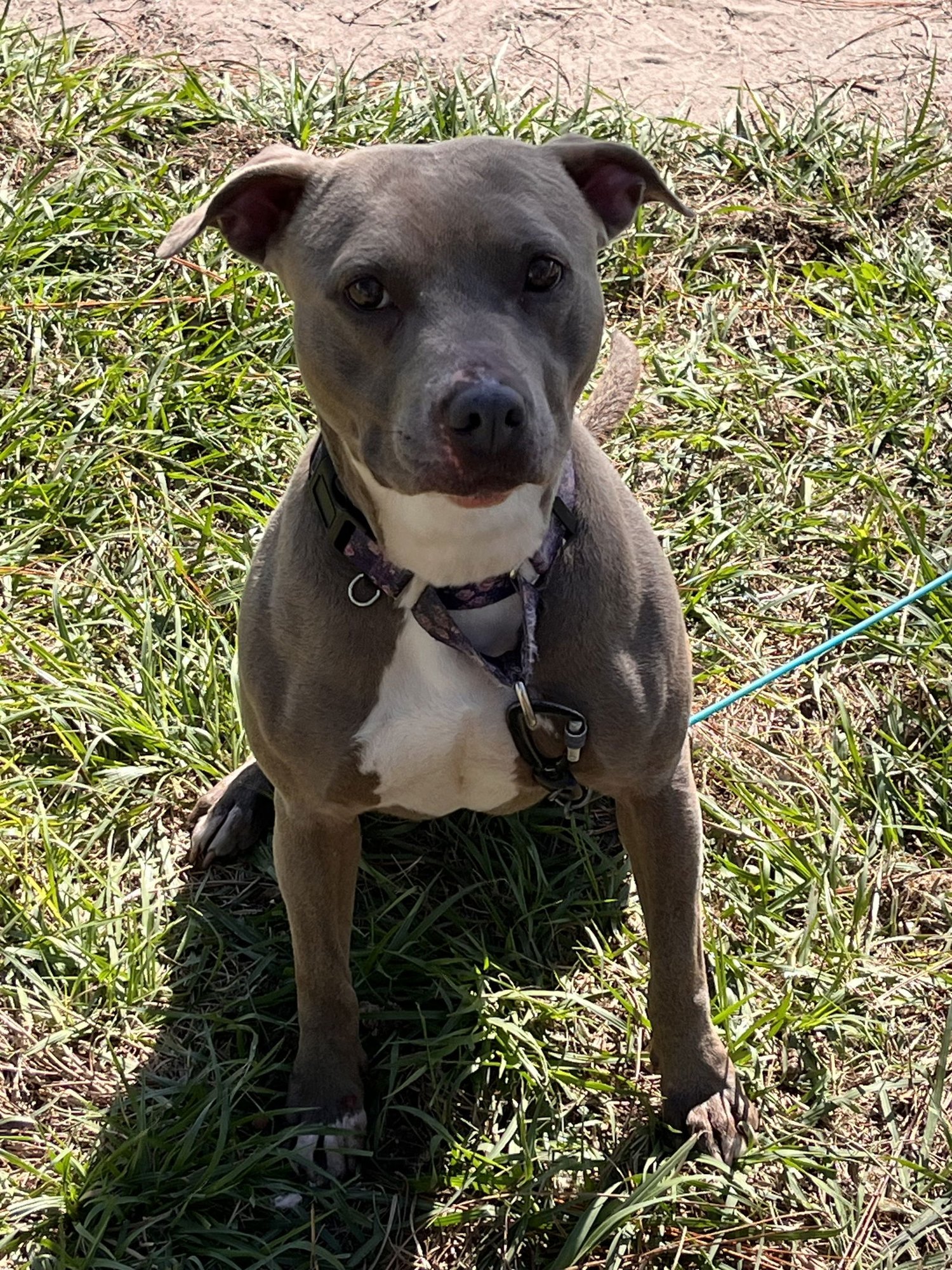 PENNY (PENELOPE) - Pit Bull Terrier available for adoption