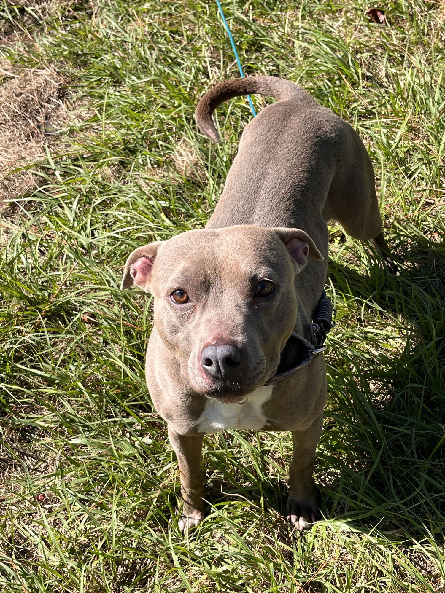 PENNY (PENELOPE) - Pit Bull Terrier available for adoption