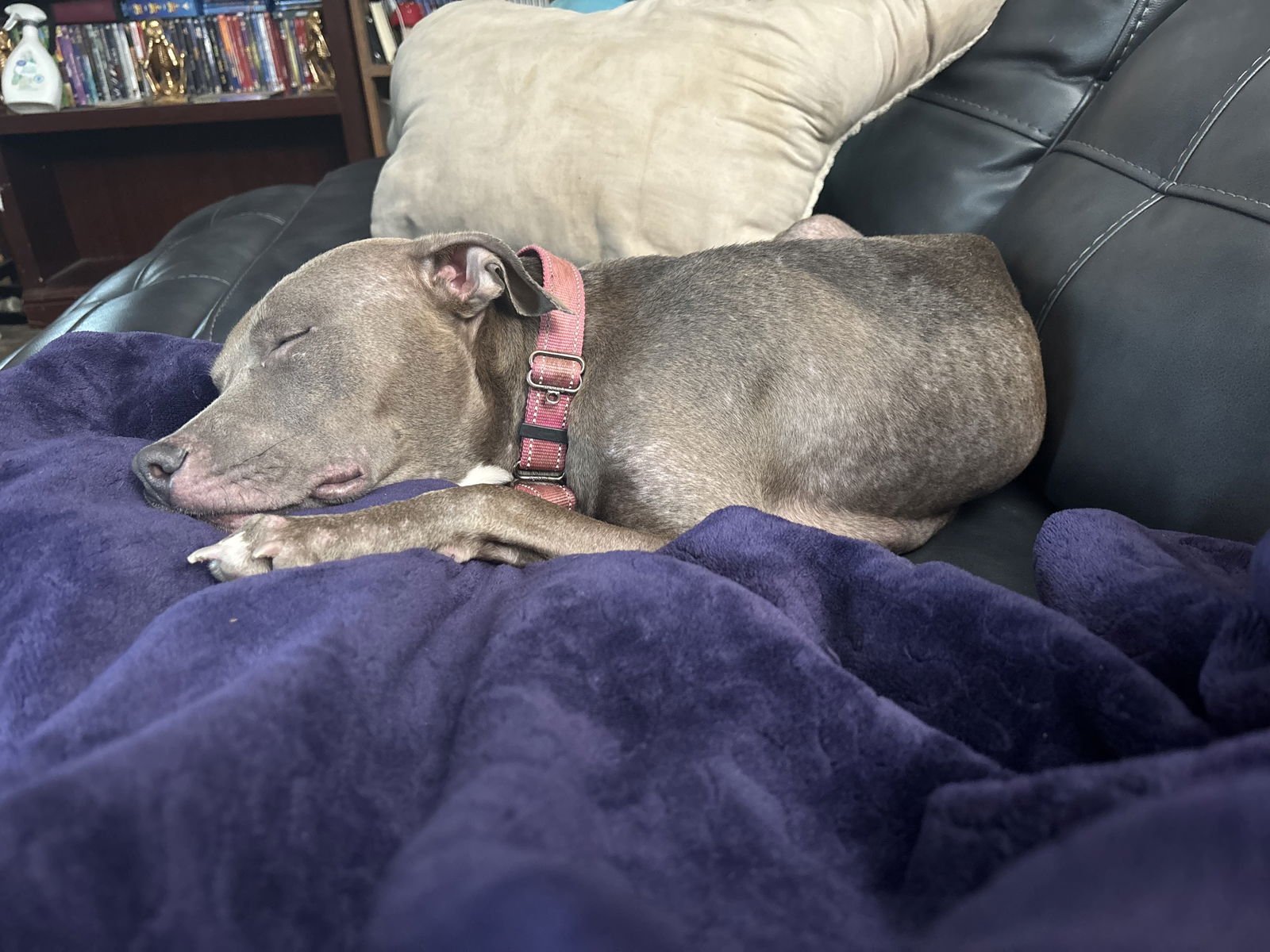 Penny (Penelope) - Photo 3