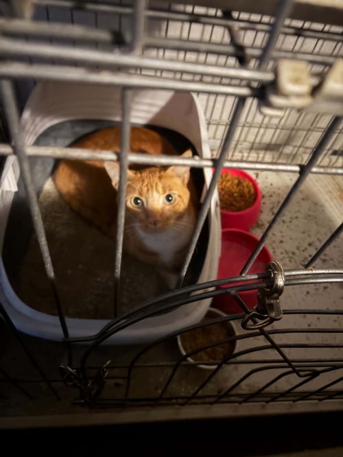 SEBASTIAN - Domestic Short Hair for adoption in Escondido