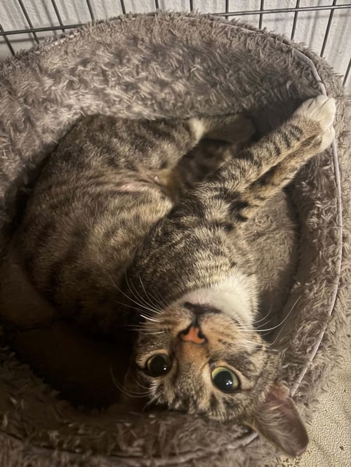 COLUMBIA - Domestic Short Hair for adoption in Escondido