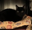 RAVEN - Domestic Short Hair for adoption in Escondido