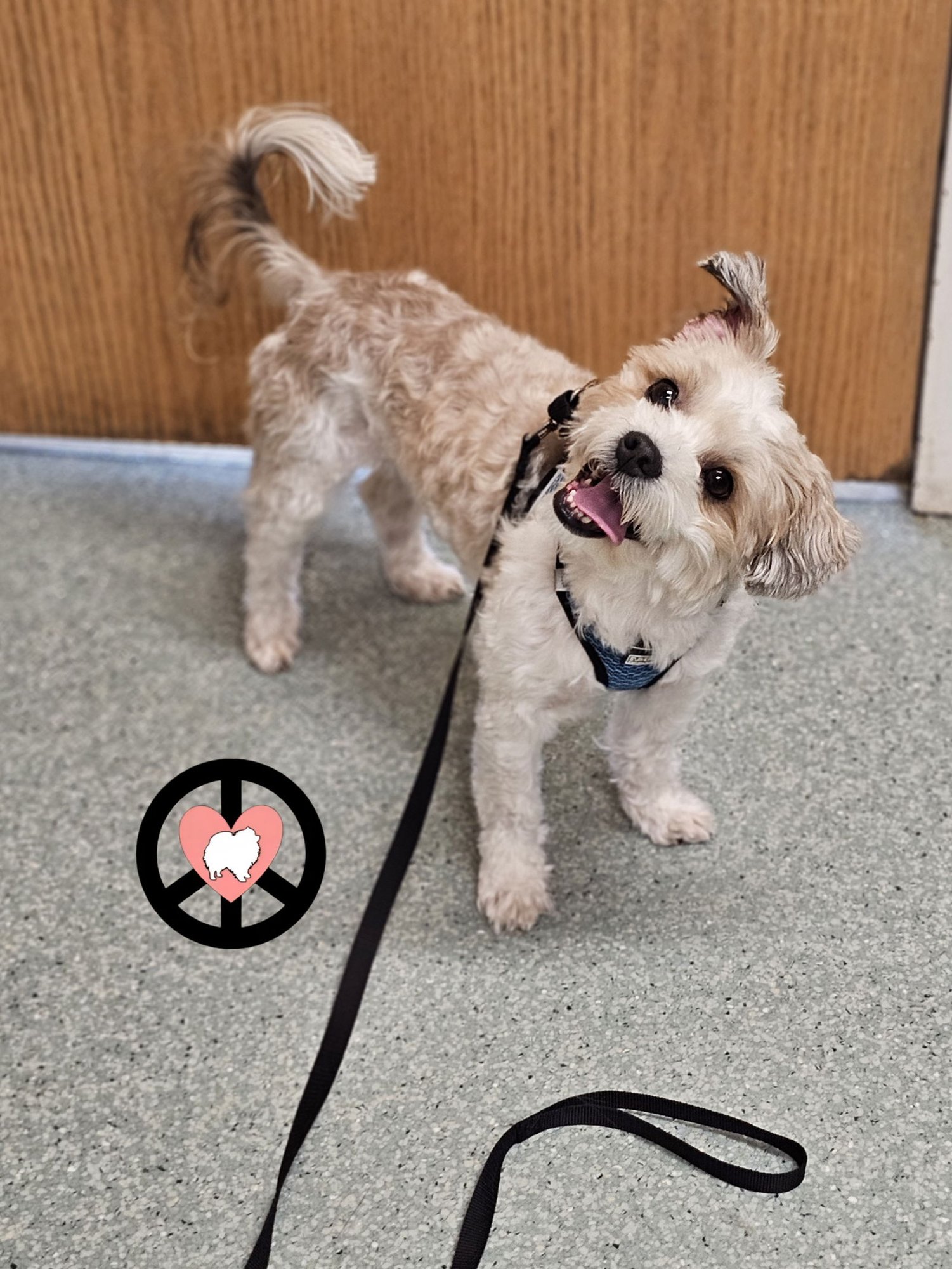 SNOOPY - Shih Tzu available for adoption