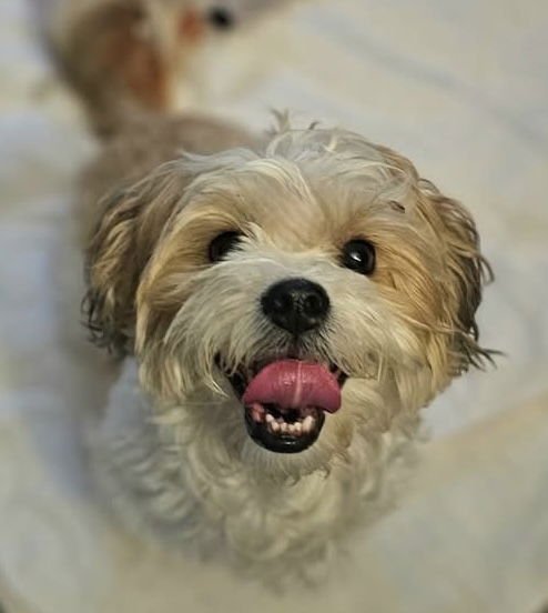 SNOOPY - Shih Tzu available for adoption
