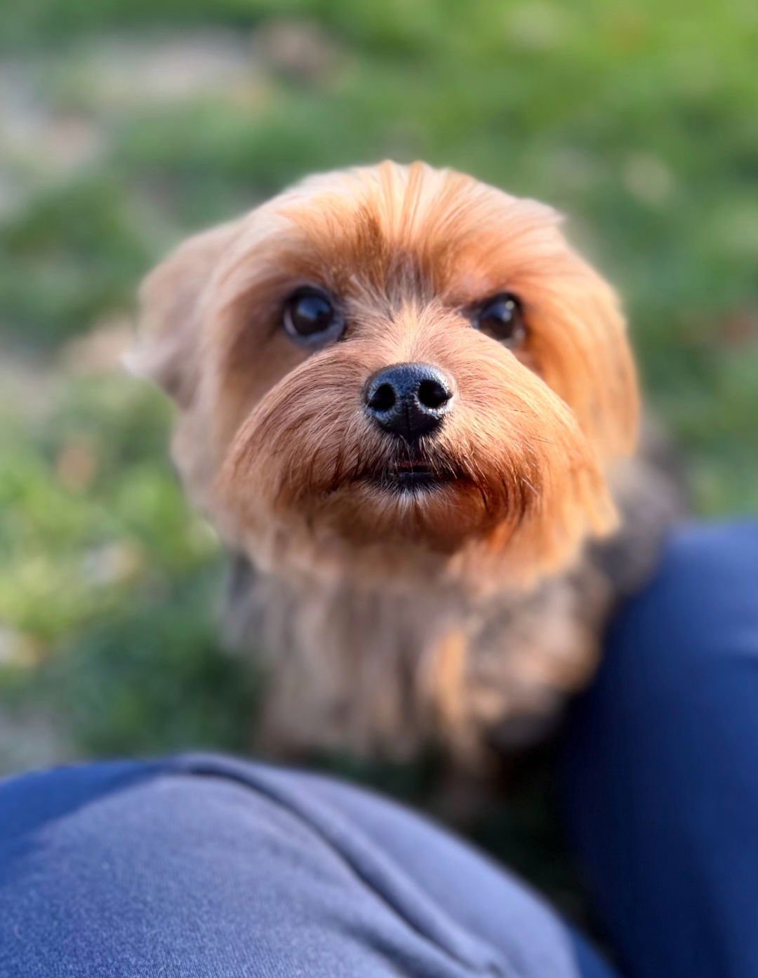 ELIANA - Yorkshire Terrier Yorkie available for adoption