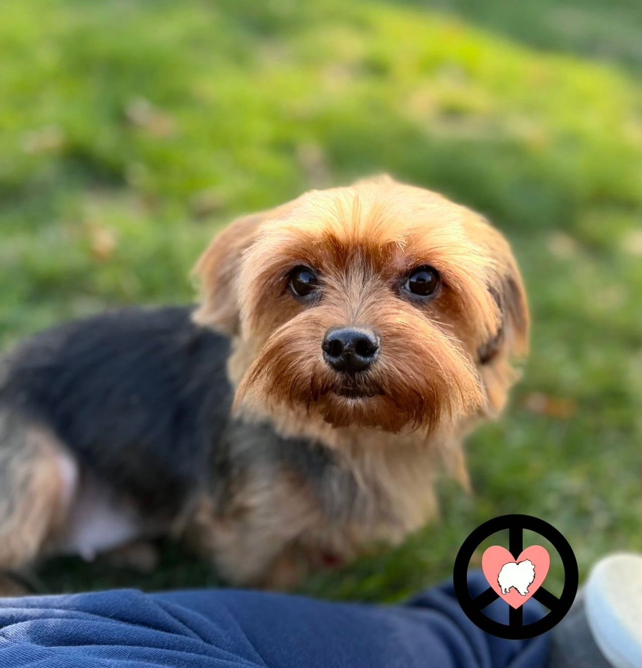 ELIANA - Yorkshire Terrier Yorkie available for adoption
