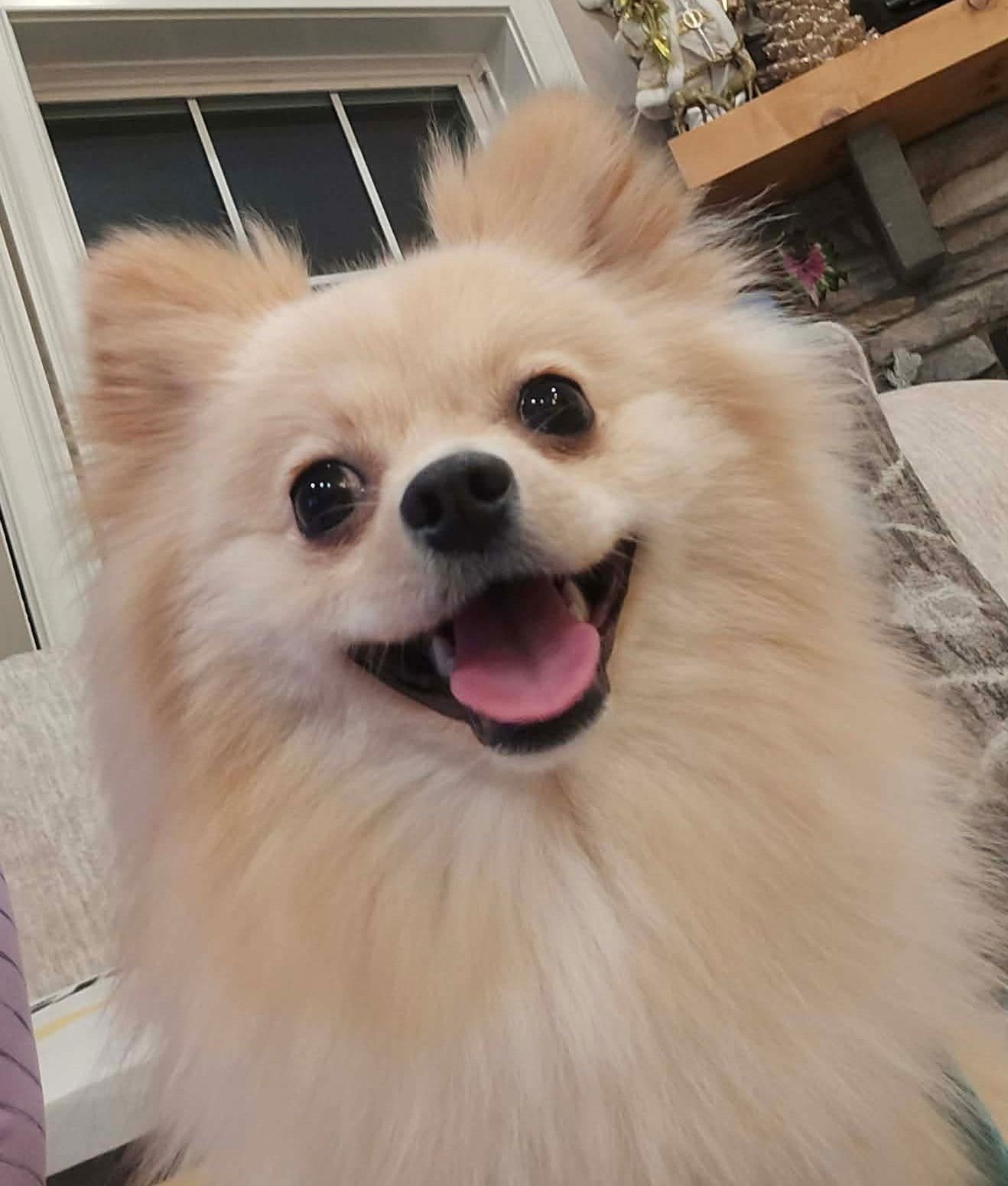 HANNAH MARIE - Pomeranian available for adoption