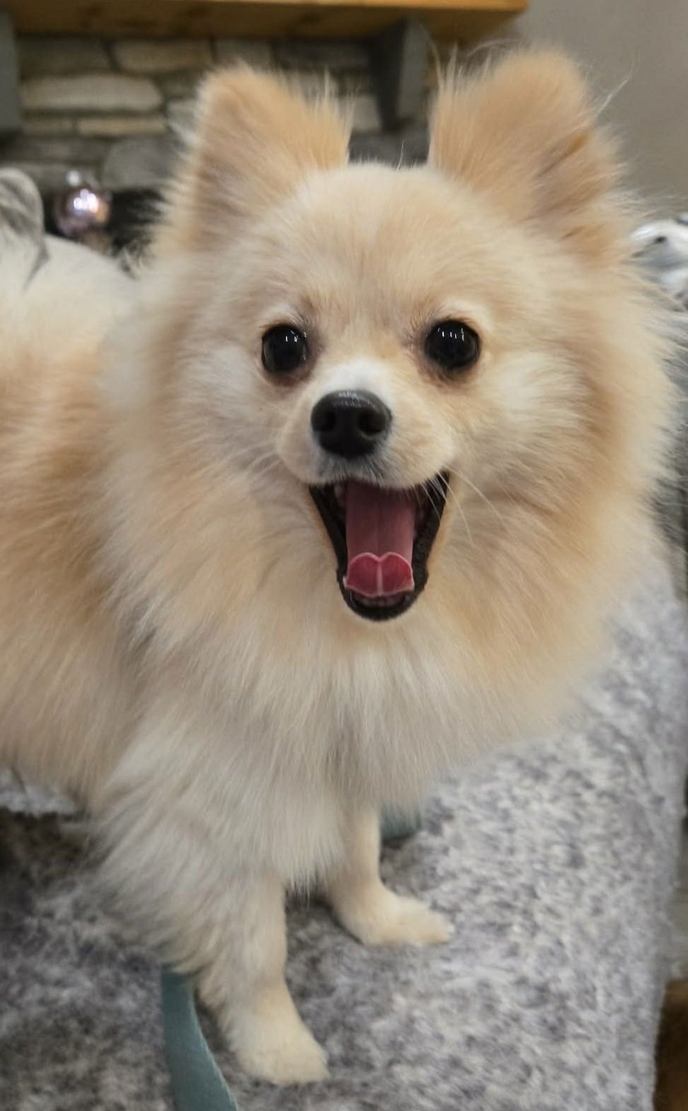 HANNAH MARIE - Pomeranian available for adoption