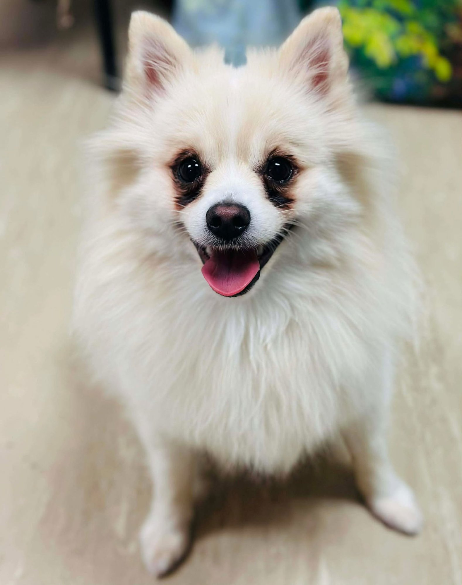 MIKO - Pomeranian available for adoption