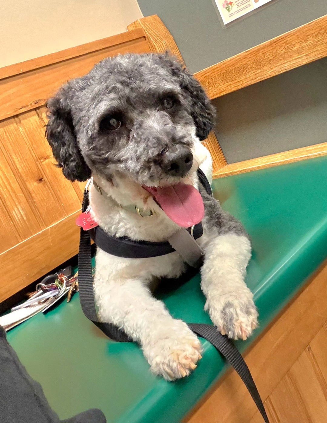 OREO KISSES - Poodle (Miniature) available for adoption