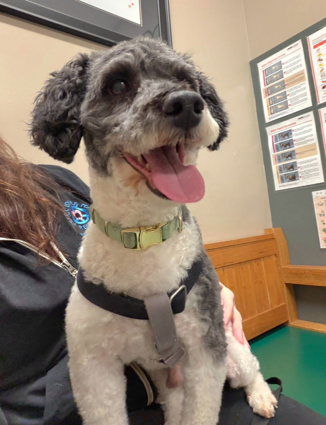 OREO KISSES - Poodle (Miniature) available for adoption