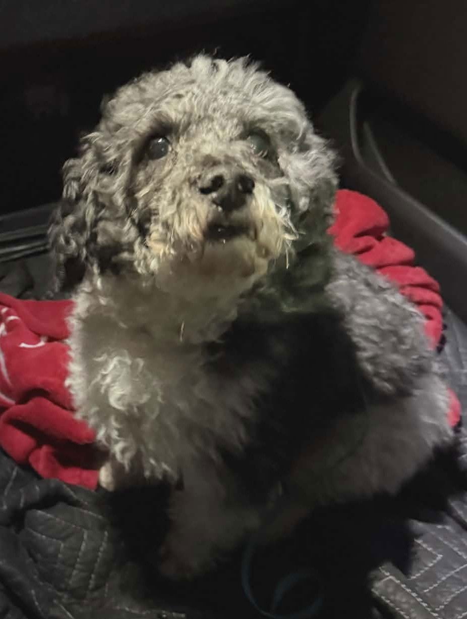 Oreo Kisses - Photo 4