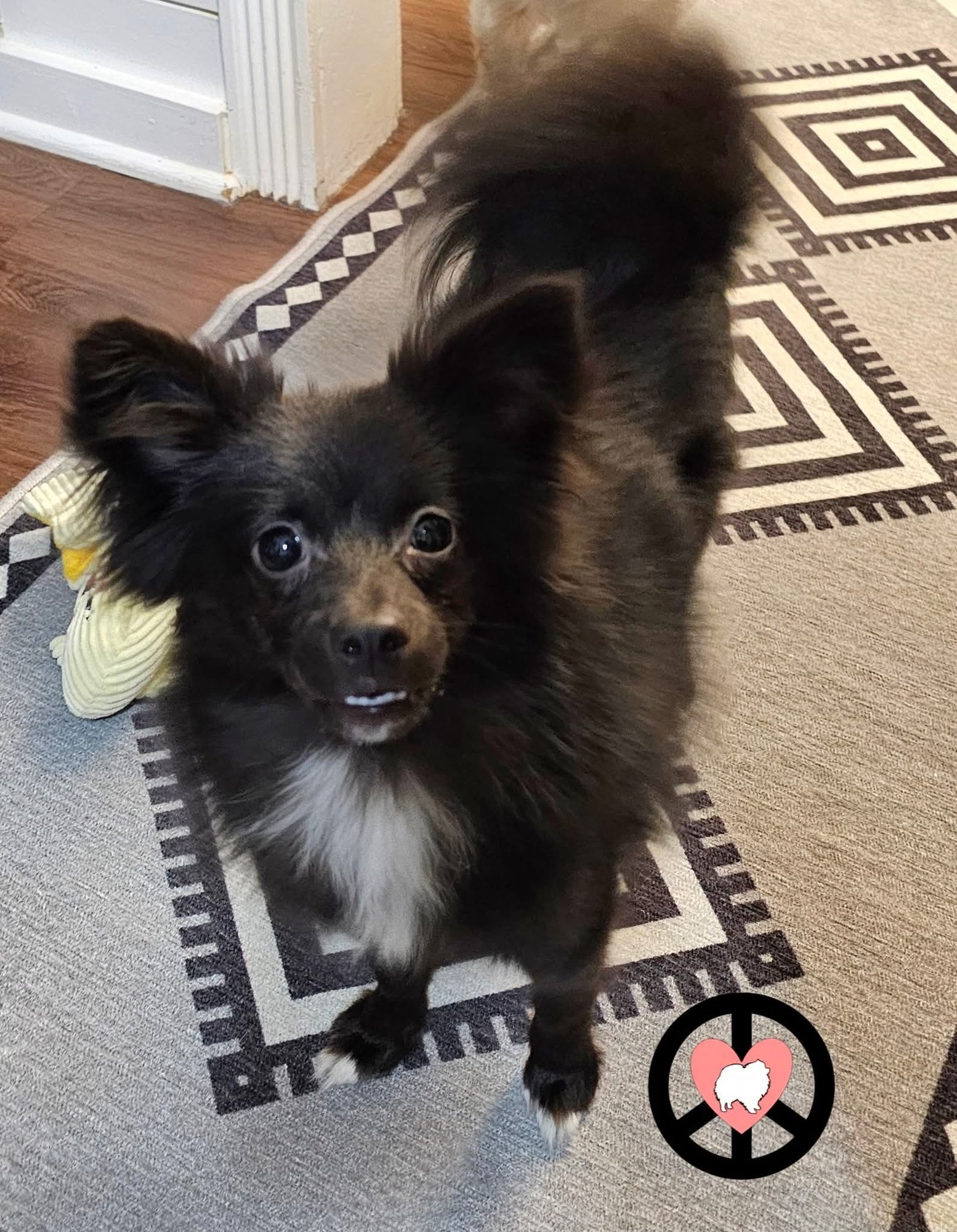 KIWI - Pomeranian / Shetland Sheepdog Sheltie available for adoption
