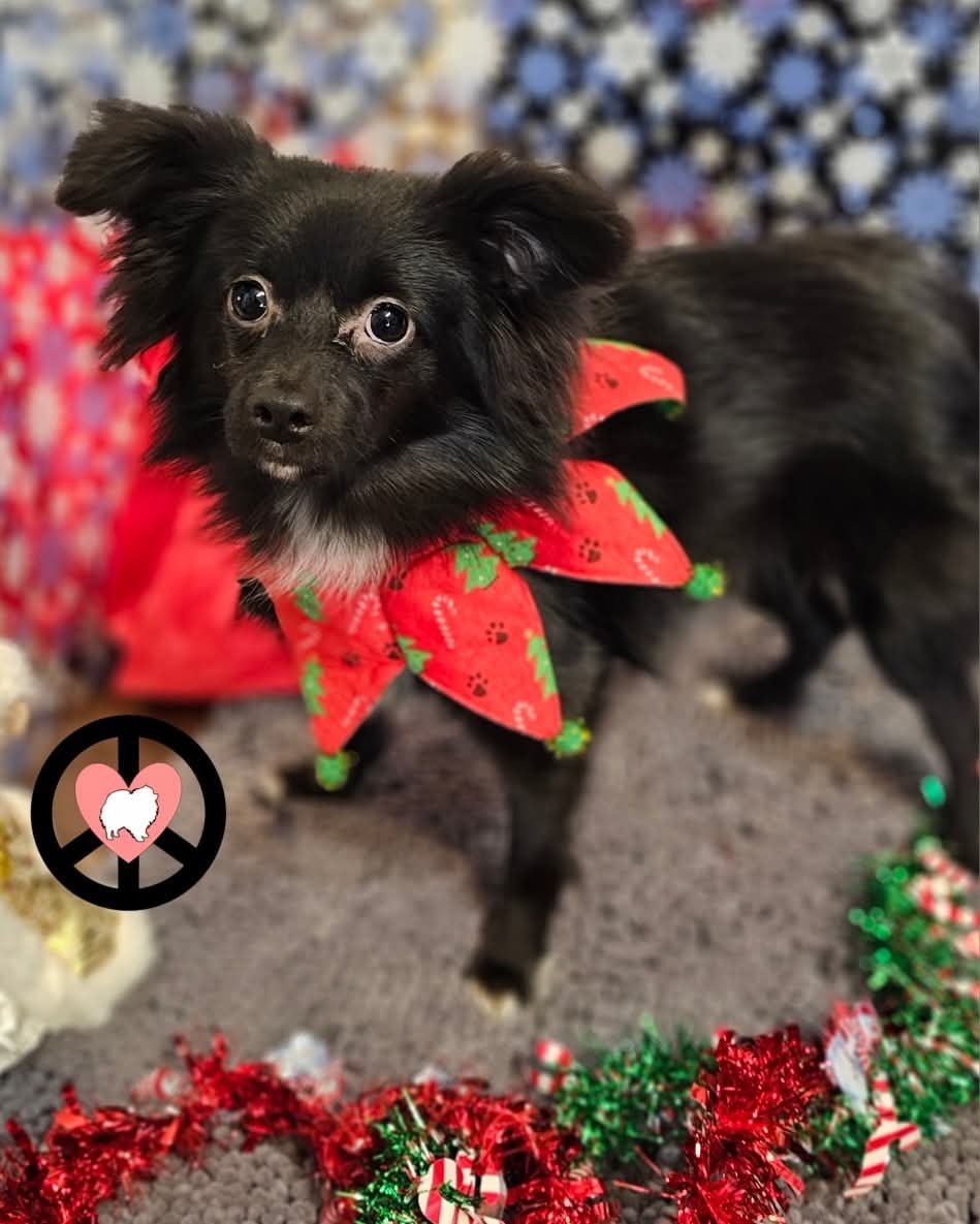 KIWI - Pomeranian / Shetland Sheepdog Sheltie available for adoption