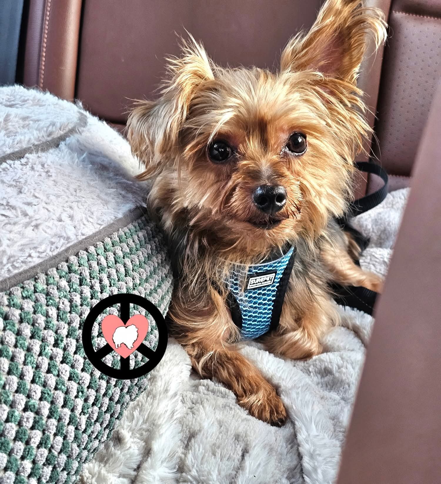 BENTLEE - Yorkshire Terrier Yorkie available for adoption