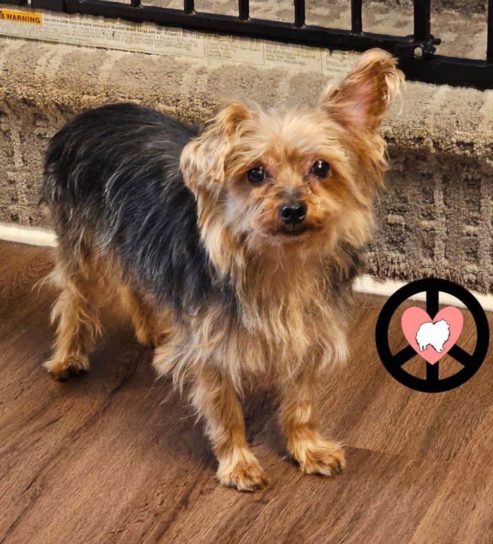 BENTLEE - Yorkshire Terrier Yorkie available for adoption