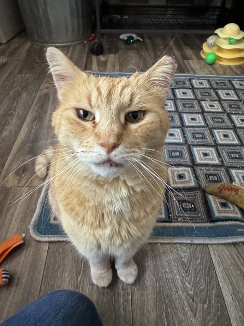 MOUSE - Domestic Short Hair / Tabby available for adoption