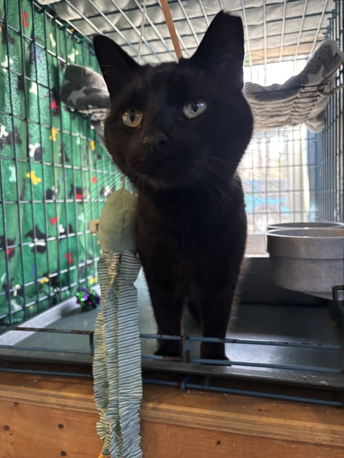 MEOW - Domestic Short Hair available for adoption
