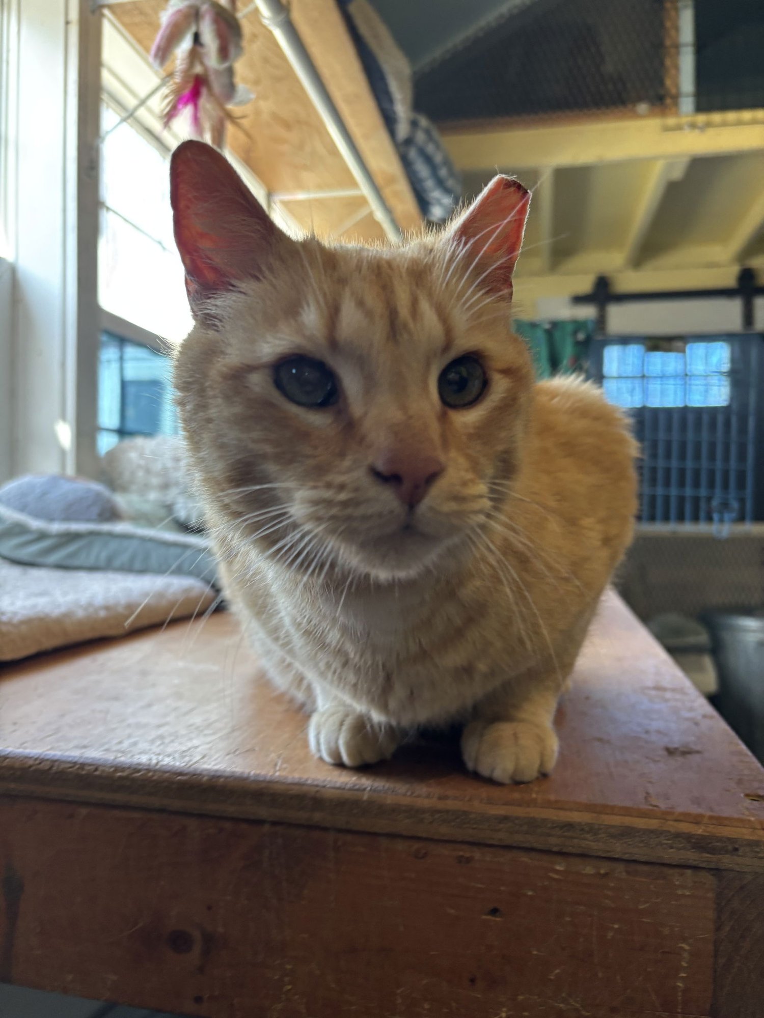 CHEDDAR - Domestic Short Hair / Tabby available for adoption