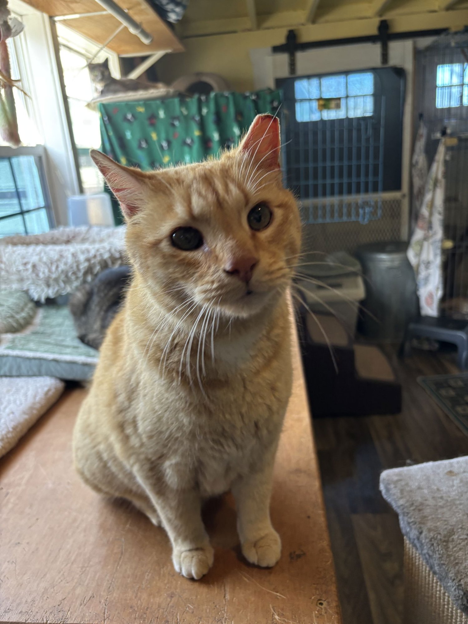 CHEDDAR - Domestic Short Hair / Tabby available for adoption