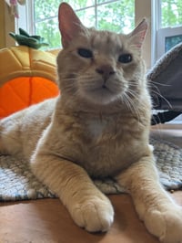 Cheddar - Photo 5