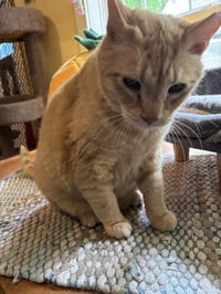 Cheddar - Photo 6
