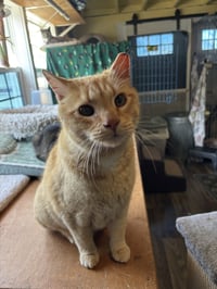 Cheddar - Photo 2