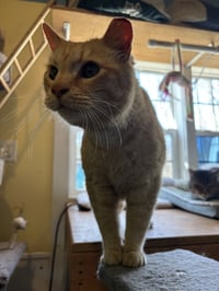 Cheddar - Photo 4