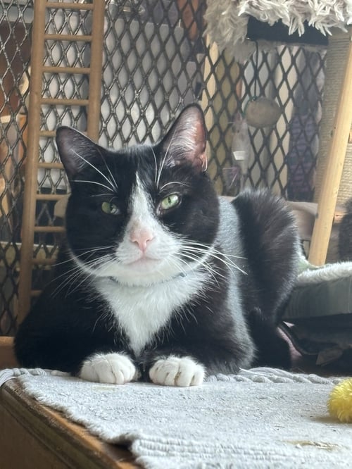 HEMINGWAY - Domestic Short Hair / Tuxedo available for adoption