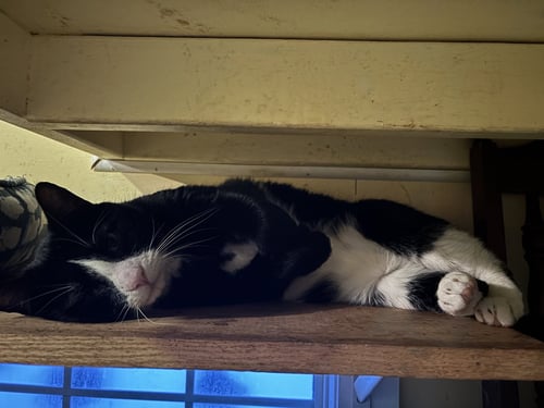 HEMINGWAY - Domestic Short Hair / Tuxedo available for adoption