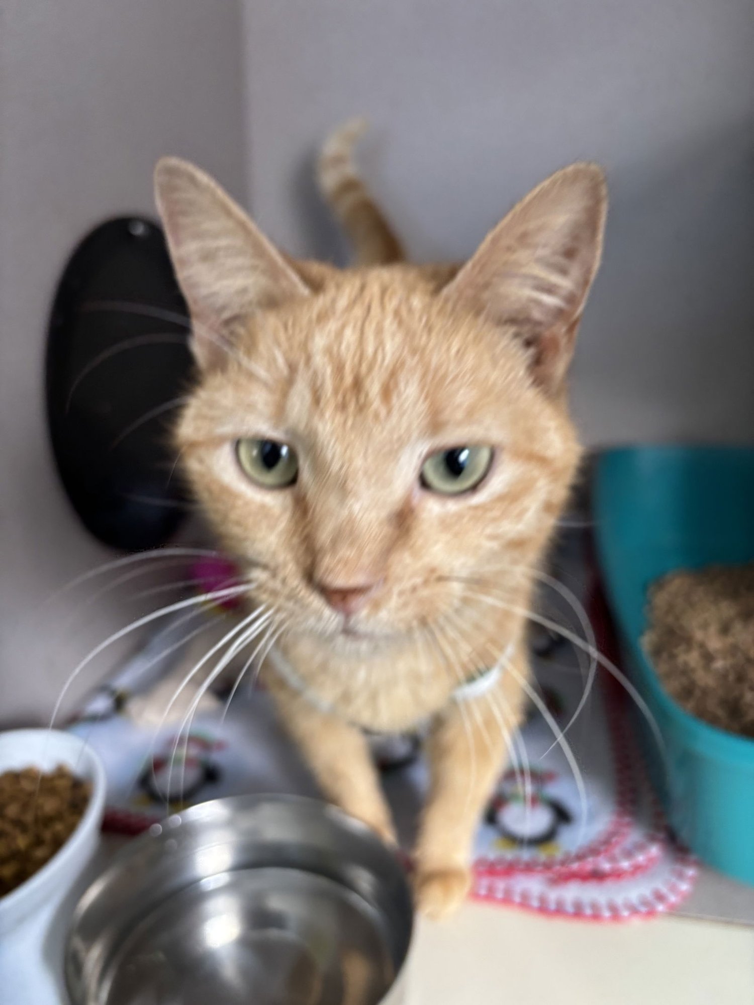 MINNY - Domestic Short Hair / Tabby available for adoption