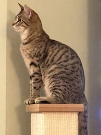 Toona - Photo 4