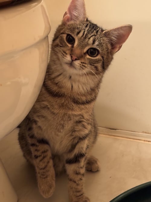 TOONA - Domestic Short Hair / Tabby available for adoption
