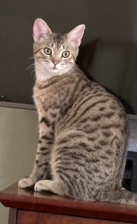 Toona - Photo 5