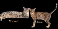 Toona - Photo 6