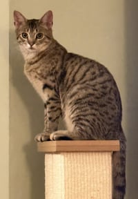 Toona - Photo 3