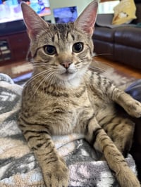 Toona - Photo 1