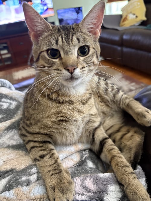 TOONA - American Shorthair available for adoption