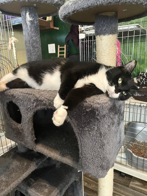 CHARLIE - Domestic Short Hair available for adoption